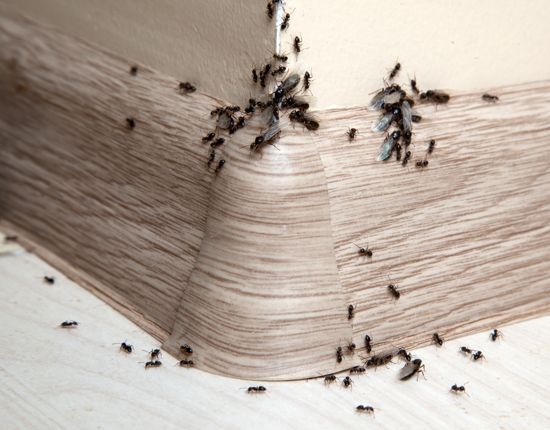 Ant Infestation, Pest Control in Addlestone, New Haw, Woodham, KT15. Call Now 020 8166 9746