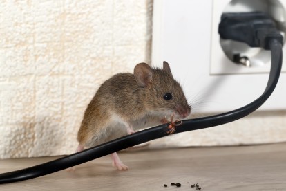 Pest Control in Addlestone, New Haw, Woodham, KT15. Call Now! 020 8166 9746