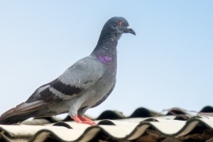 Pigeon Control, Pest Control in Addlestone, New Haw, Woodham, KT15. Call Now 020 8166 9746