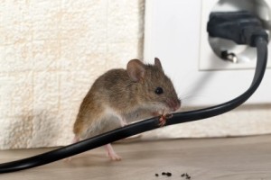 Mice Control, Pest Control in Addlestone, New Haw, Woodham, KT15. Call Now 020 8166 9746
