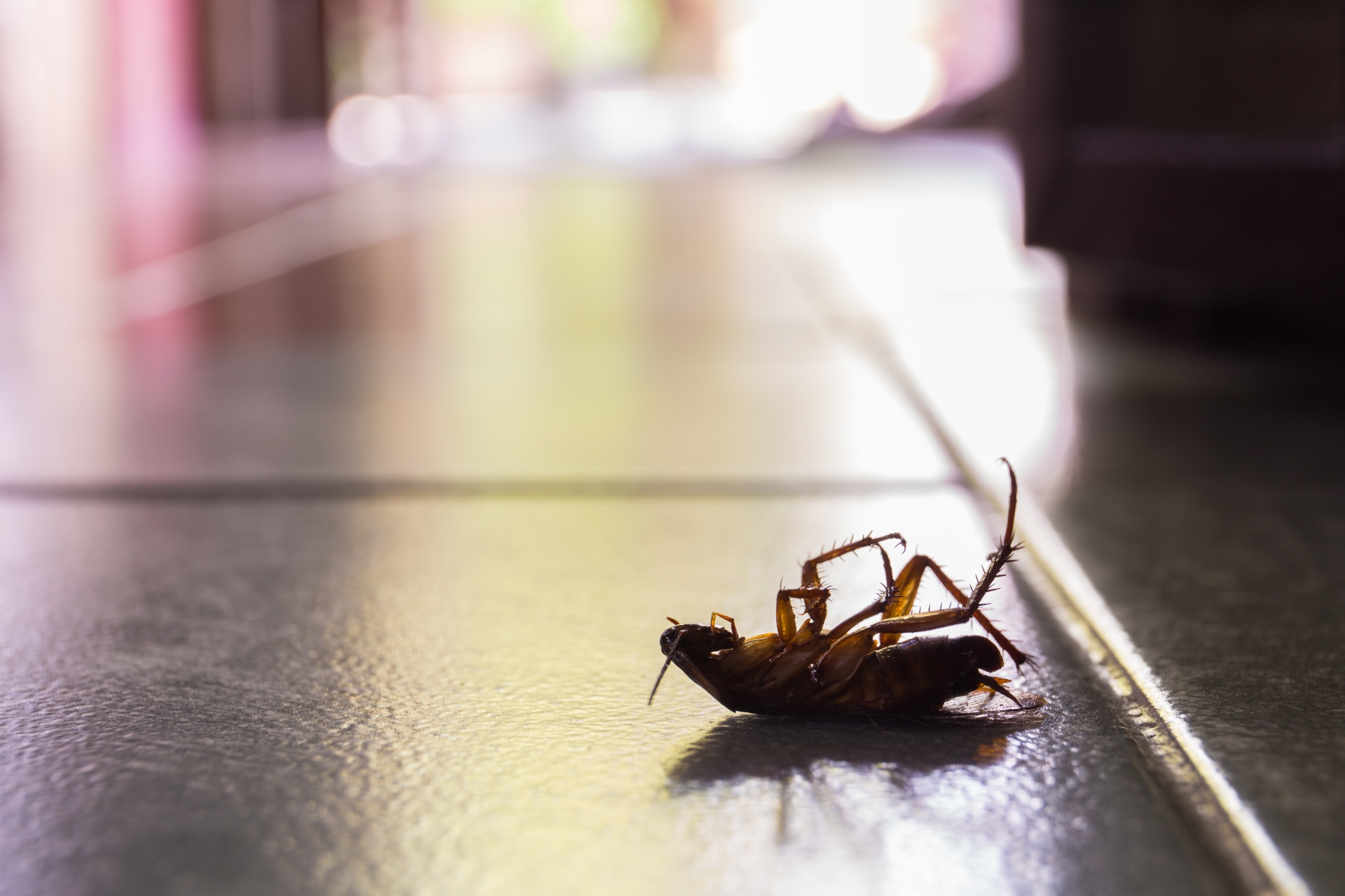 Cockroach Control, Pest Control in Addlestone, New Haw, Woodham, KT15. Call Now 020 8166 9746