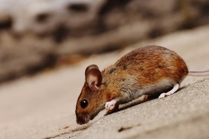 Mice Exterminator, Pest Control in Addlestone, New Haw, Woodham, KT15. Call Now 020 8166 9746