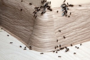 Ant Control, Pest Control in Addlestone, New Haw, Woodham, KT15. Call Now 020 8166 9746
